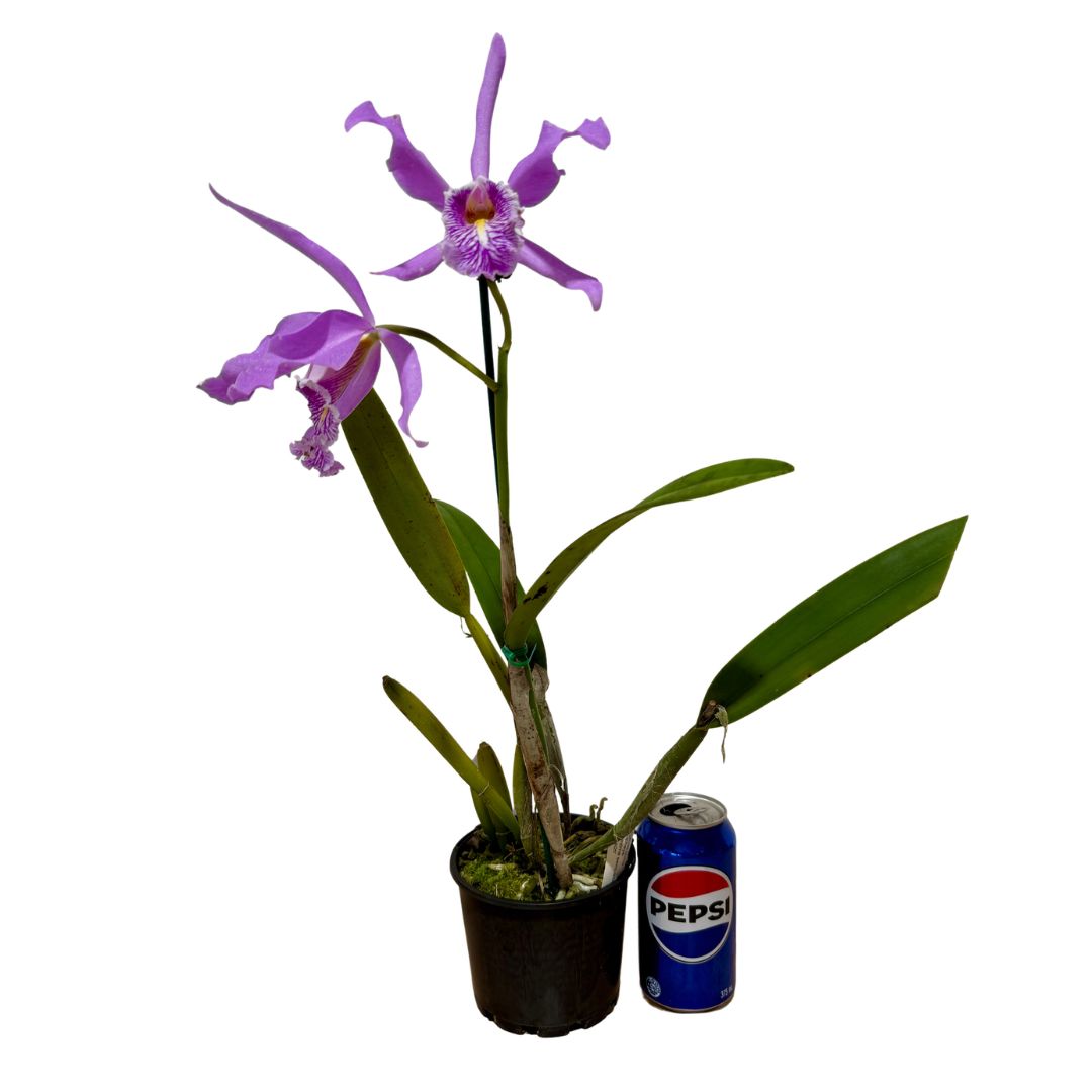 Cattleya maxima semi-alba 'Guido'  plant