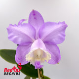 Cattleya loddegesii 'Jims' X 'Carina'