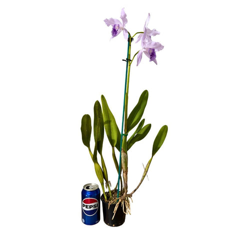Cattleya lobata var. coerulea