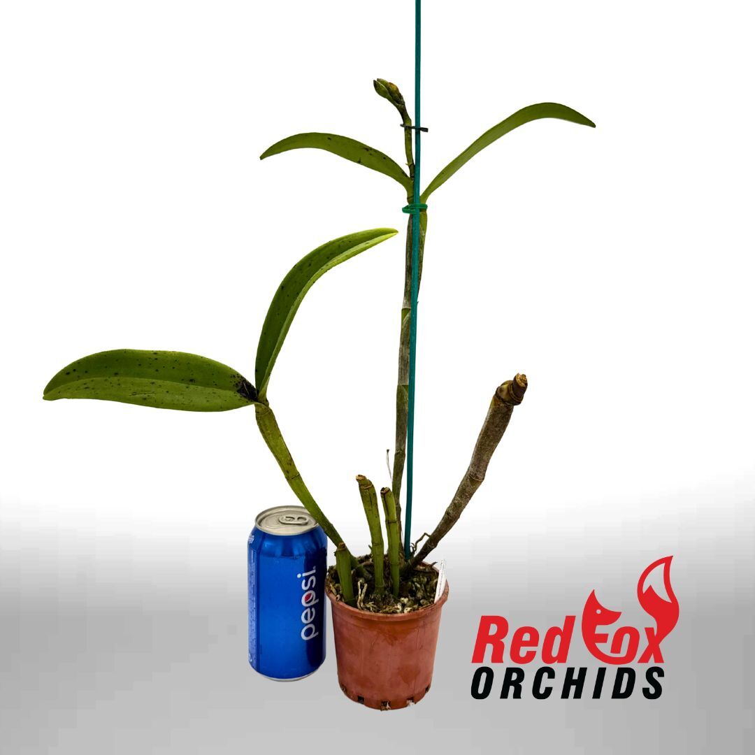 Cattleya amethystoglossa (4n) (H&R)