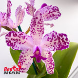 Cattleya amethystoglossa (4n) (H&R)