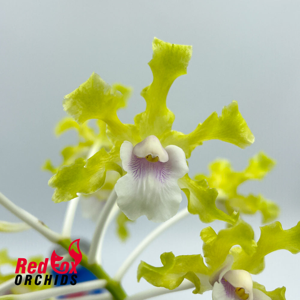 Schomburgkia undulata alba X self