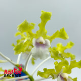 Schomburgkia undulata alba X self