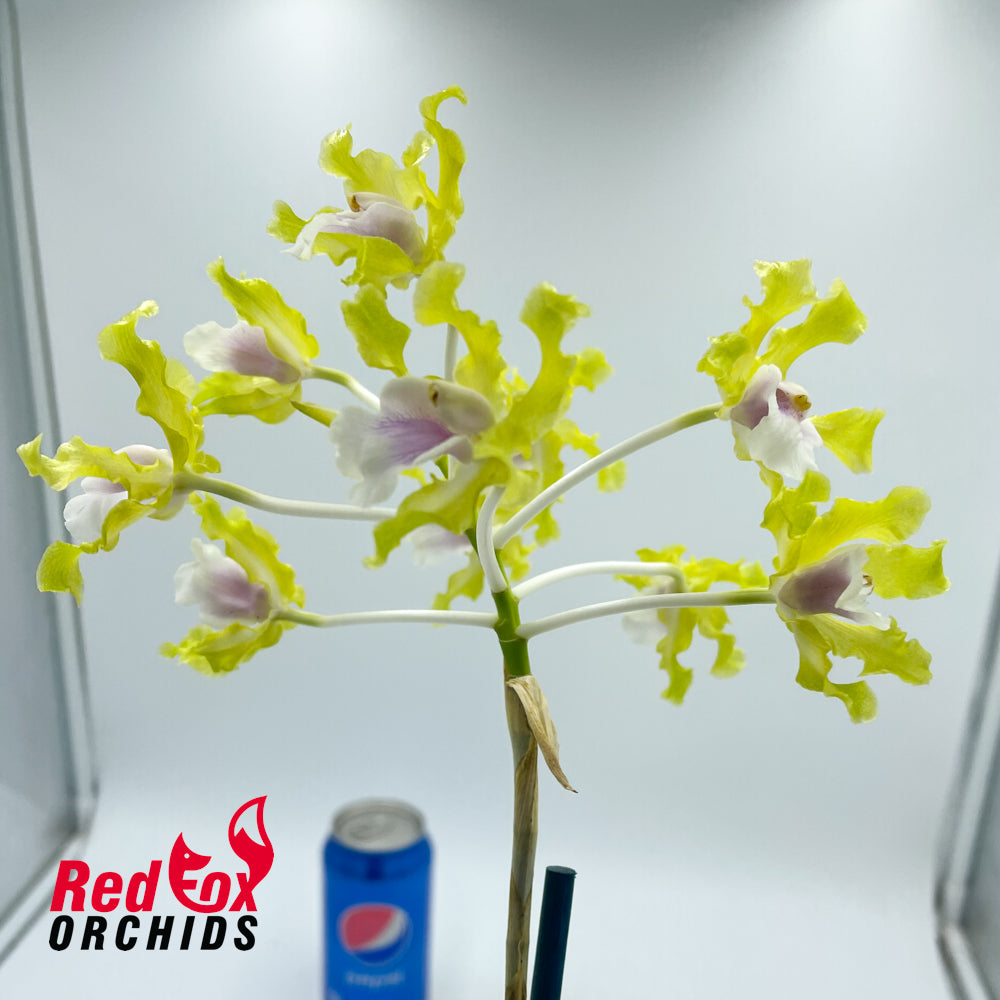 Schomburgkia undulata alba X self