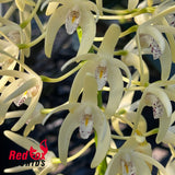 Dendrobium speciosum var. curvicaule 'McKay' X self