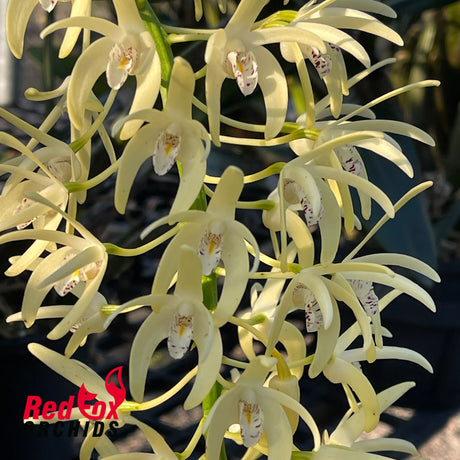 Dendrobium speciosum var. curvicaule 'McKay' X self