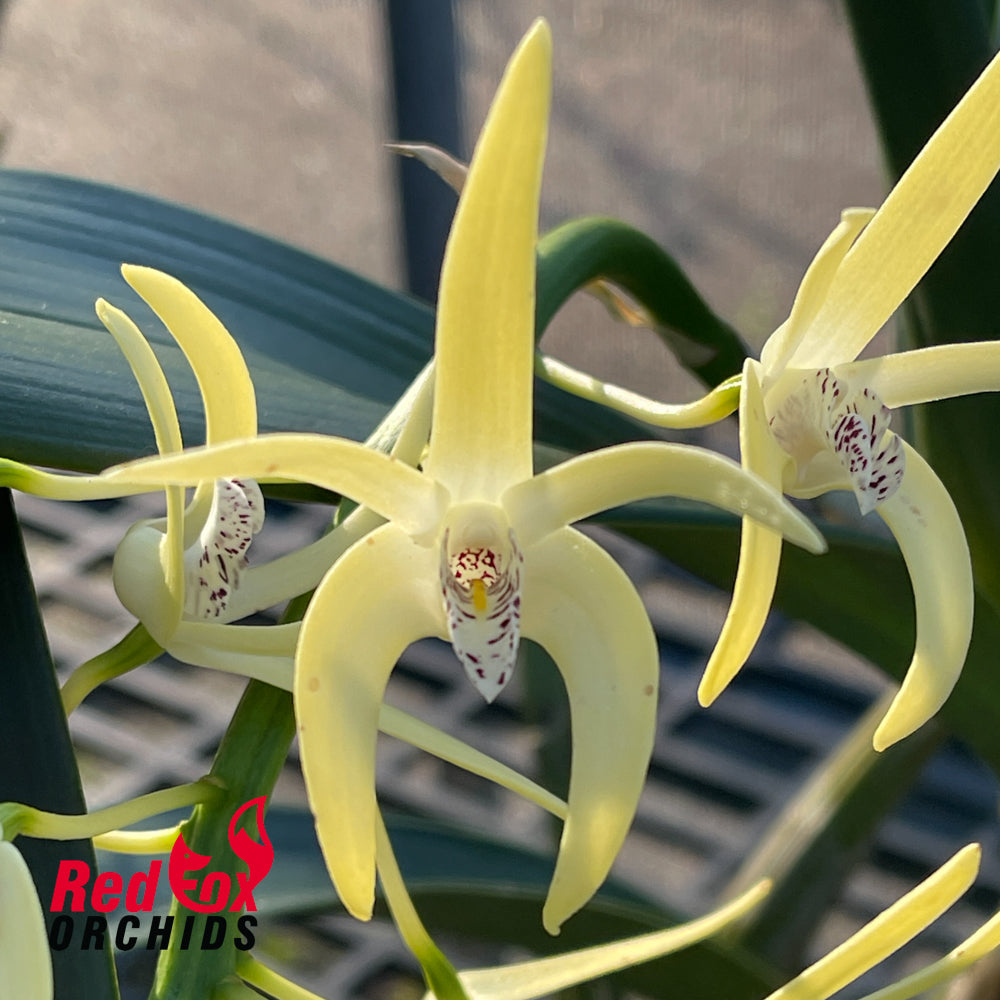 Dendrobium speciosum 'Windemere' X var. curvicaule 'Peter'