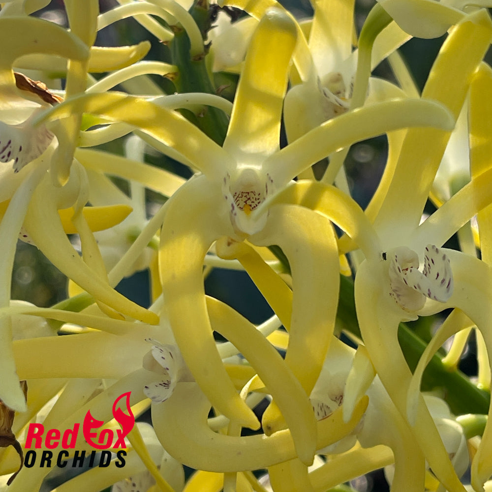 Dendrobium speciosum var. curvicaule 'Beraigi Gold' X 'Ted'