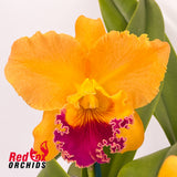 Cattleya guttata var. coerulea