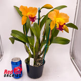 Cattleya guttata var. coerulea