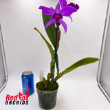 Cattleya labiata var. rubra