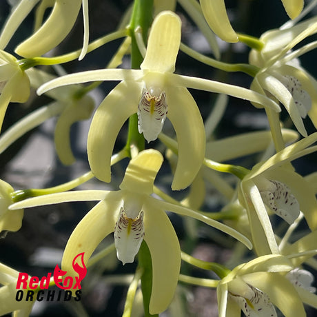 Dendrobium speciosum v. (pedunculatum 'Atherton' X grandiflorum 'Jelita')