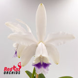 Cattleya intermedia 'Big Pink' X C. intermedia coerulea (4n) 'Big & Fat'