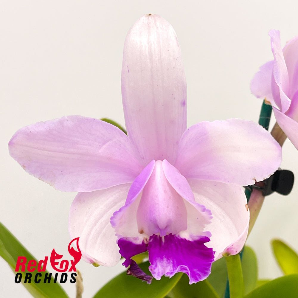 Cattleya intermedia 'Big Pink' X C. intermedia coerulea (4n) 'Big & Fat'