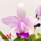 Cattleya intermedia 'Big Pink' X C. intermedia coerulea (4n) 'Big & Fat'