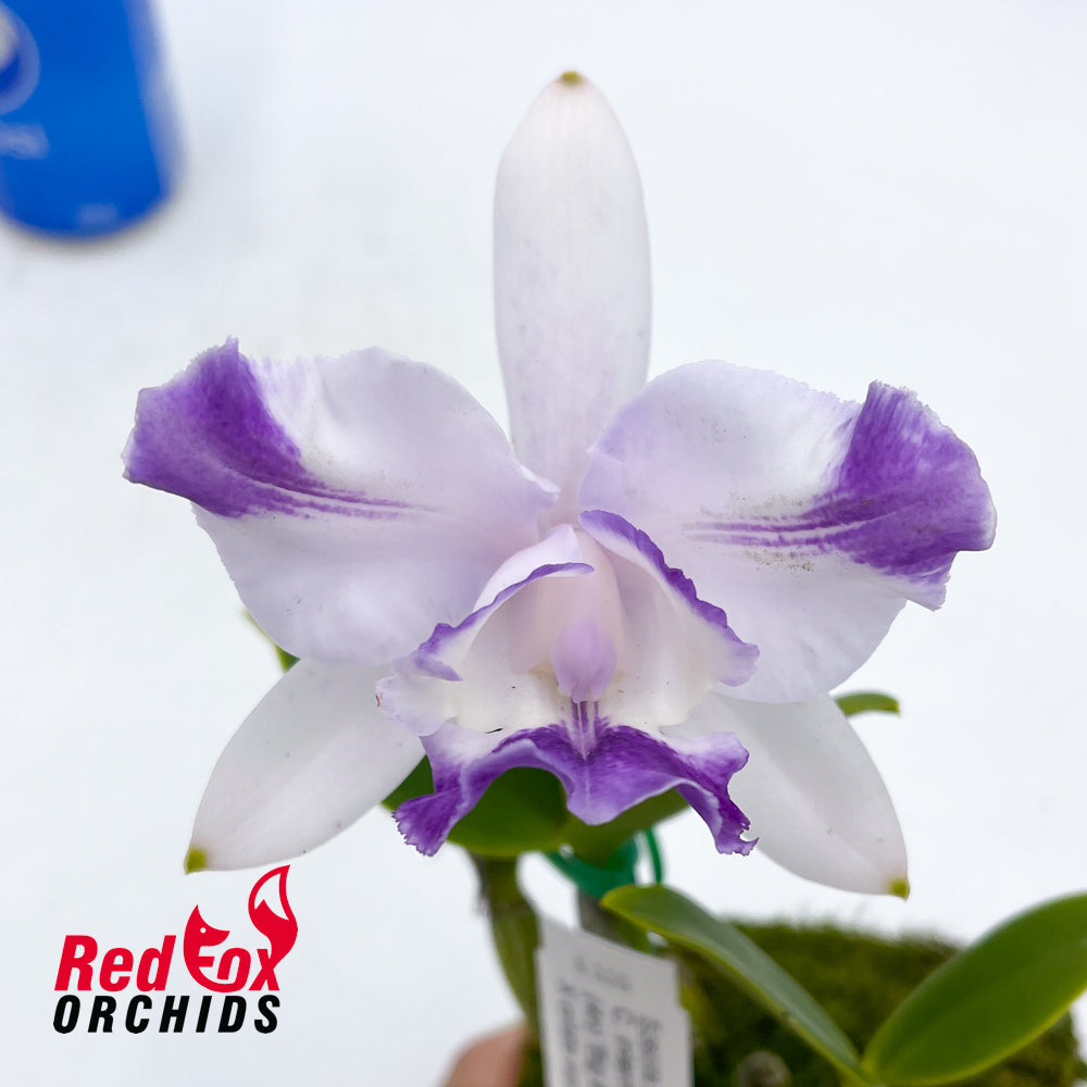 Cattleya intermedia var. coerulea (4n) 'Big & Fat' X C. intermedia var. coerulea orlata aquinii (Kuranda)