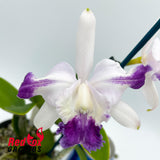 Cattleya intermedia aquinii vinicolor X Cattleya intermedia vinicolor 'H&R'