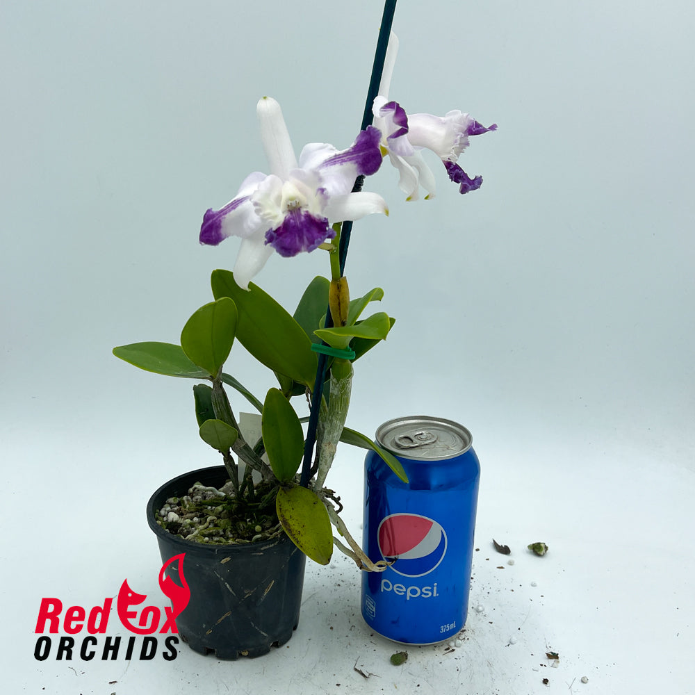 Cattleya intermedia aquinii vinicolor X Cattleya intermedia vinicolor 'H&R'