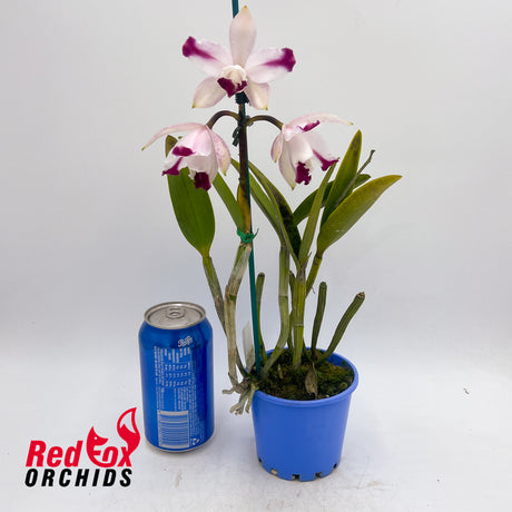 Cattleya intermedia vinicolor 'GBT David' X 'Best Wide Splash'