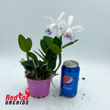 Cattleya intermedia fma. aquinii coerulea 'Haneda' AM/AOS x C. intermedia coerulea (4n) 'Big & Fat'