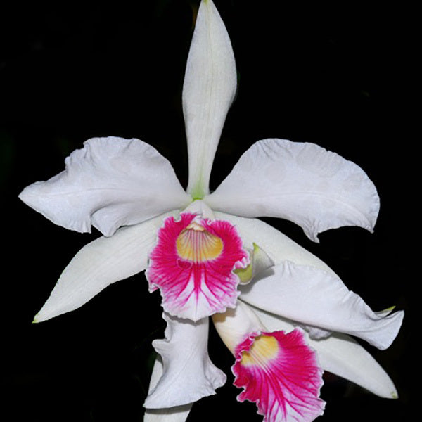 Cattleya purpurata carnea