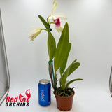 Cattleya purpurata carnea