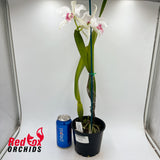Cattleya purpurata carnea