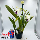 Laelia purpurata var. schusteriana x var. carnea 'GBTS'