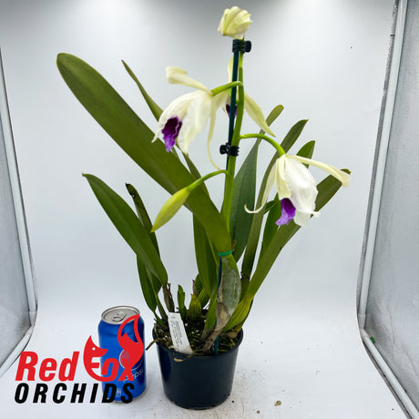 Laelia purpurata var. schusteriana x var. carnea 'GBTS'