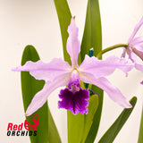 Cattleya purpurata var. flammea X var. violacea