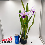 Cattleya purpurata var. flammea X var. violacea