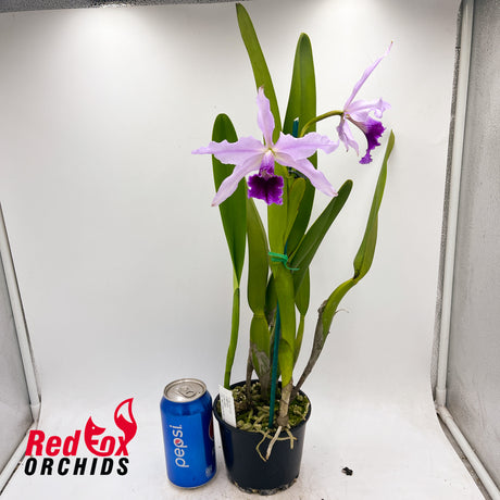 Cattleya purpurata var. flammea X var. violacea