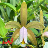 Cattleya forbesii 'Good Tall' x 'Short Specimen'