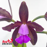 Cattleya tigrina 'Topaz#2' x 'Burleigh #1'