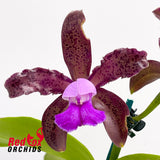 Cattleya tigrina 'Topaz 2' X 'Burleigh #2'