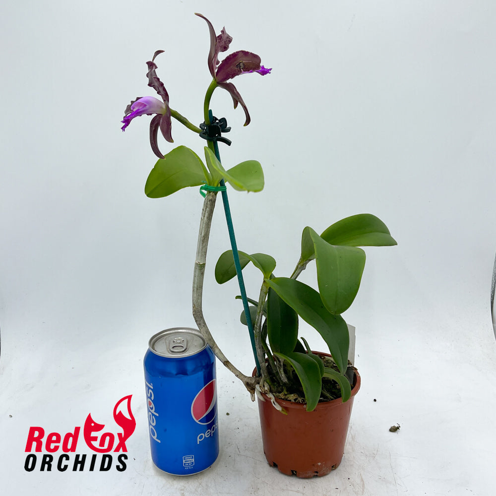Cattleya tigrina 'Topaz 2' X 'Burleigh #2'