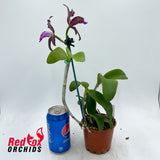 Cattleya tigrina 'Topaz 2' X 'Burleigh #2'