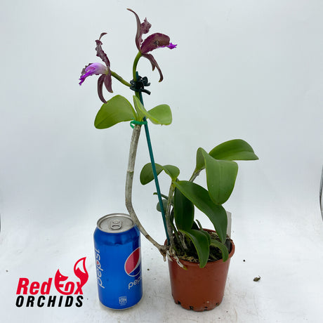 Cattleya tigrina 'Topaz 2' X 'Burleigh #2'