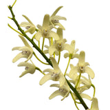 Dendrobium speciosum var. (pedunculatum 'Gloucester' X curvicaule 'Daylight Moon') x sib