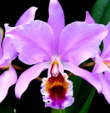 Cattleya percivaliana 'tipo#3 x fma. pelorica 'Hercules'