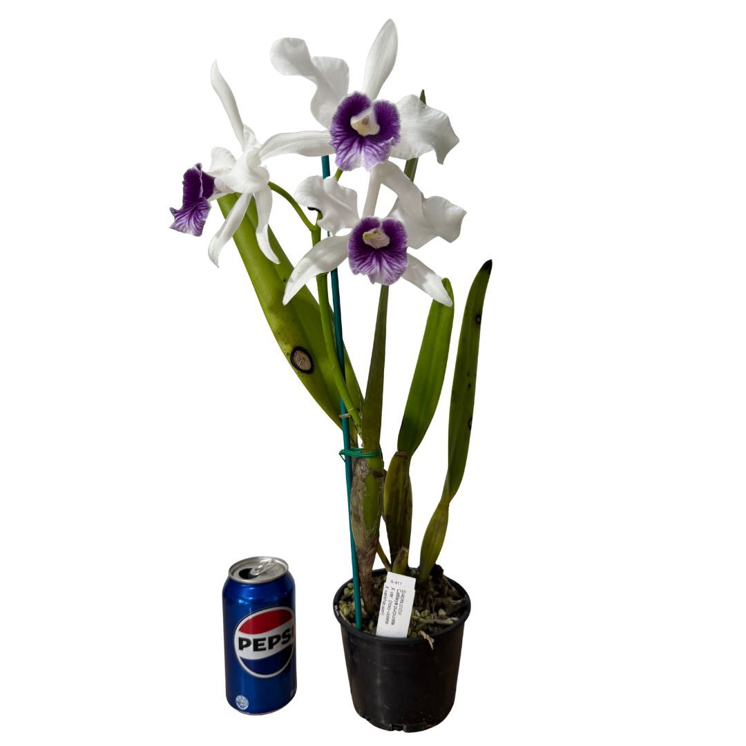 Cattleya purpurata x var. (roxo-violeta x werkhauseri)