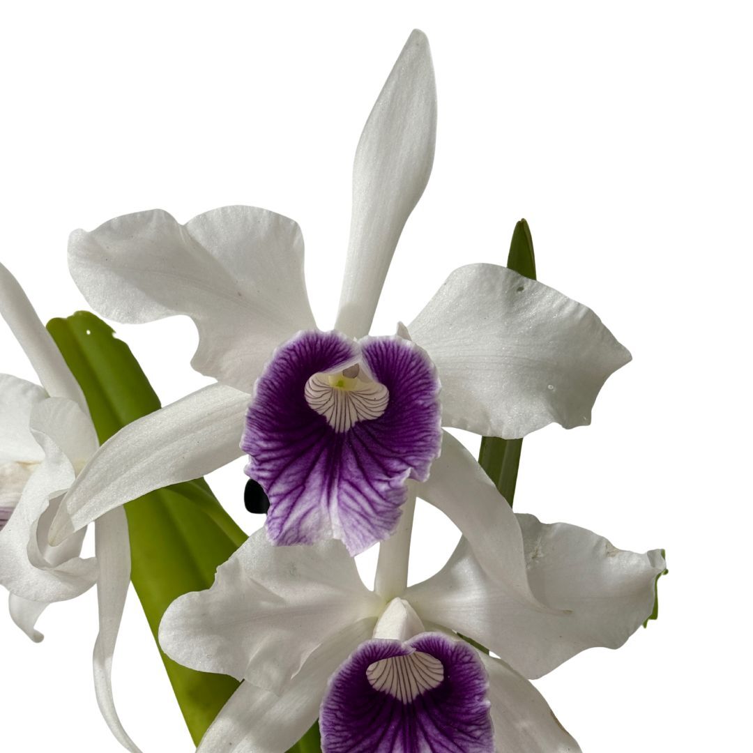 Cattleya purpurata x var. (roxo-violeta x werkhauseri)