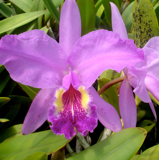 Cattleya lueddemanniana
