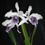 Cattleya purpurata var. werkhauseri 'Slate Blue' x var. (roxo-violeta x werkhauseri)