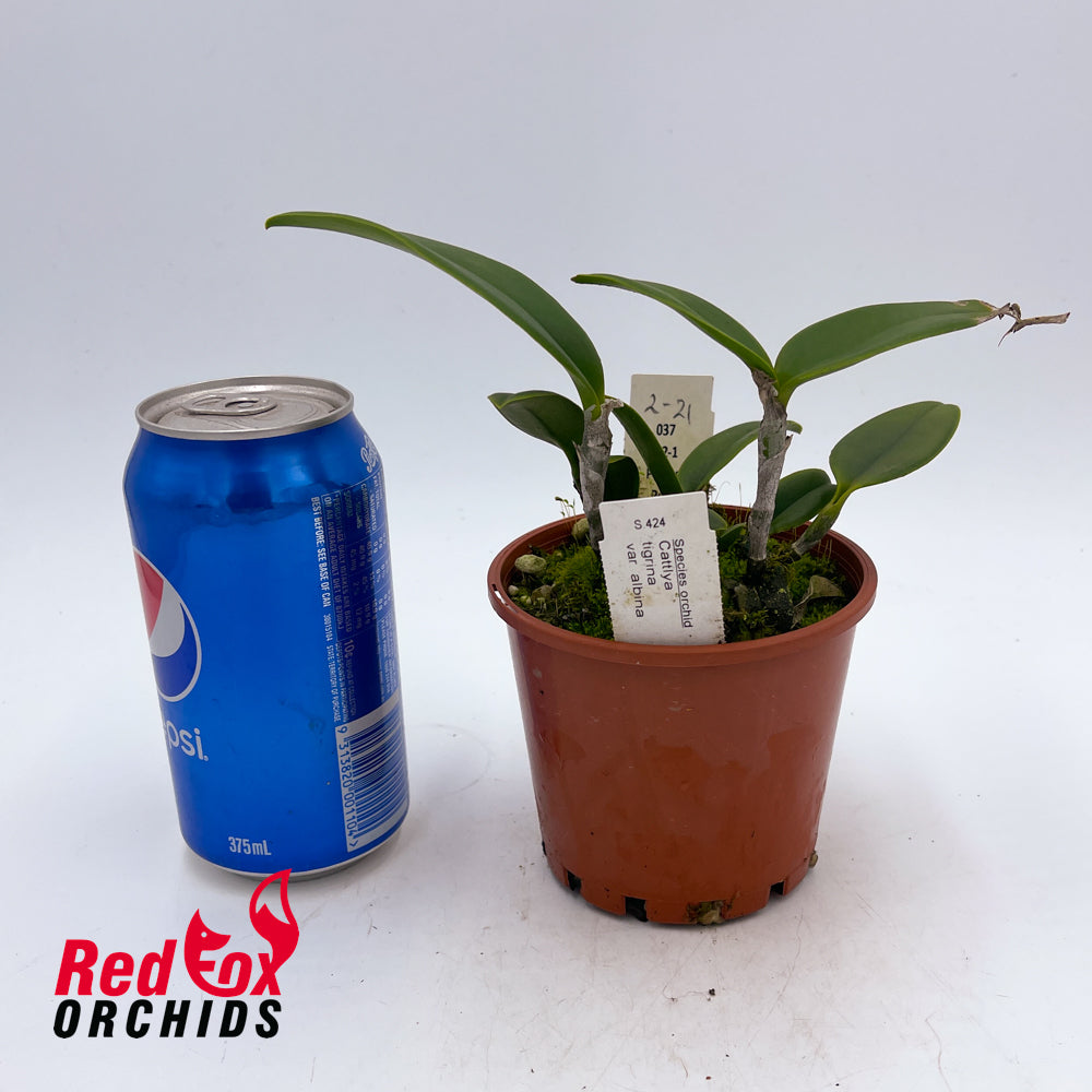 Cattleya tigrina var. albina