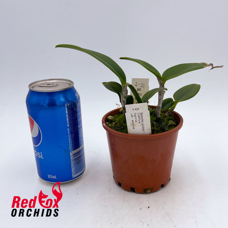 Cattleya tigrina var. albina
