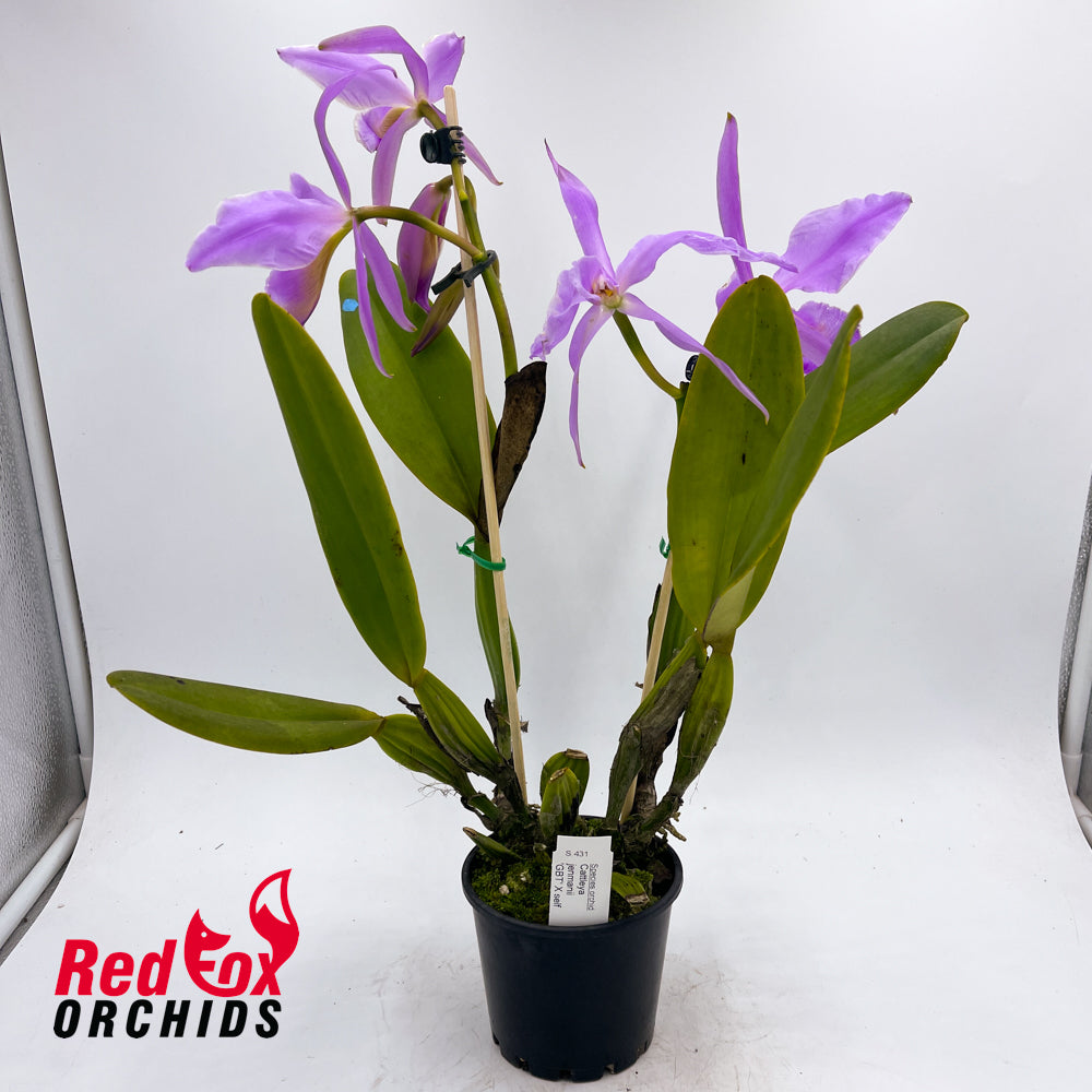 Cattleya jenmanii 'GBT' x self