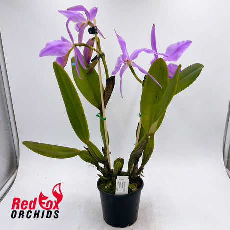 Cattleya jenmanii 'GBT' x self