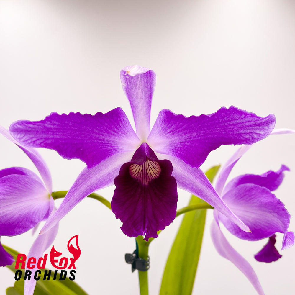 Cattleya purpurata flamea