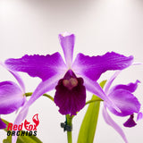 Cattleya purpurata flamea